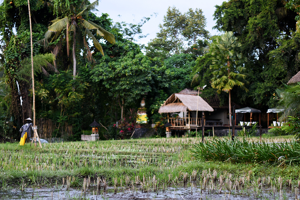 Plataran Ubud Hotel & Spa - viaggio di nozze a Bali 04