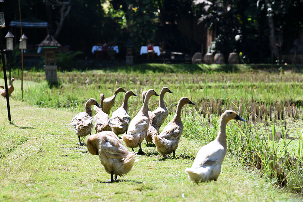 Plataran Ubud Hotel & Spa - viaggio di nozze a Bali 07